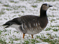 Barnacle Goose x Greater White-fronted Goose hybrid